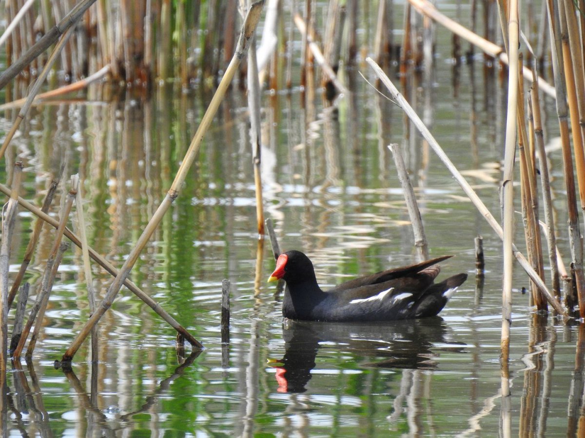Рогатая камышница
