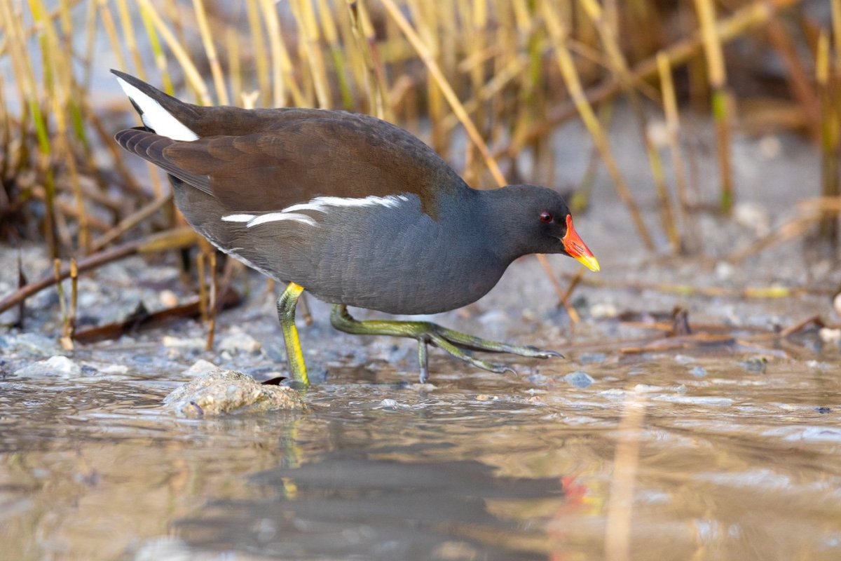 Хвост камышницы