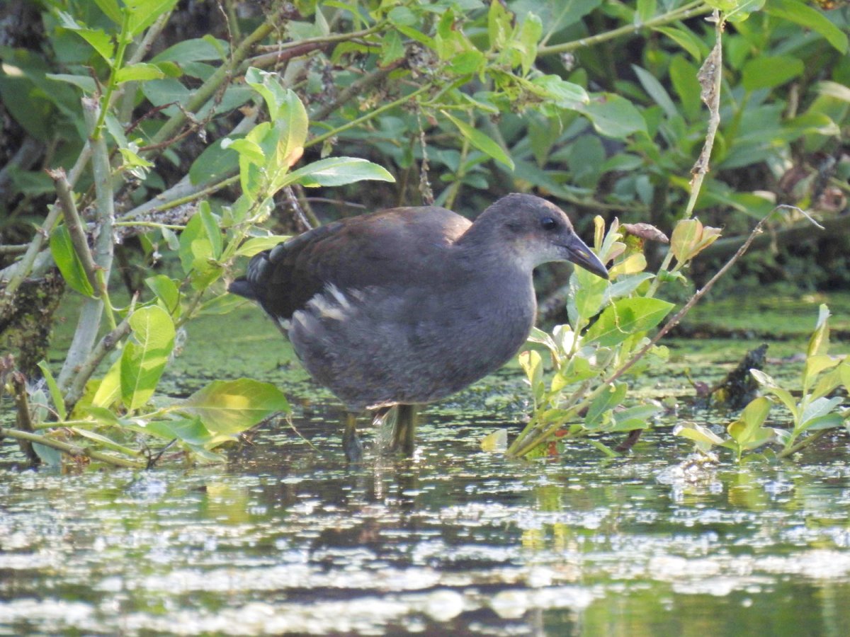 Утка камышница