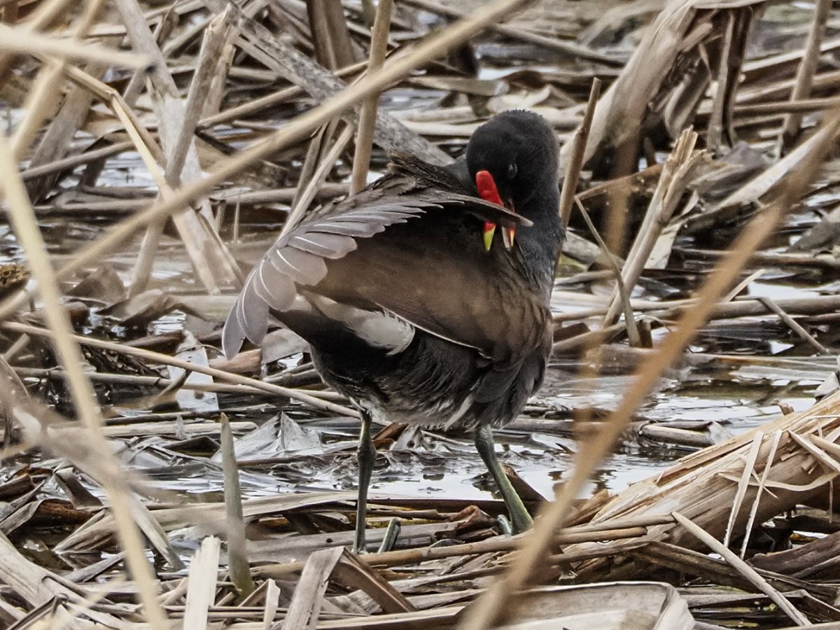 Рогатая камышница