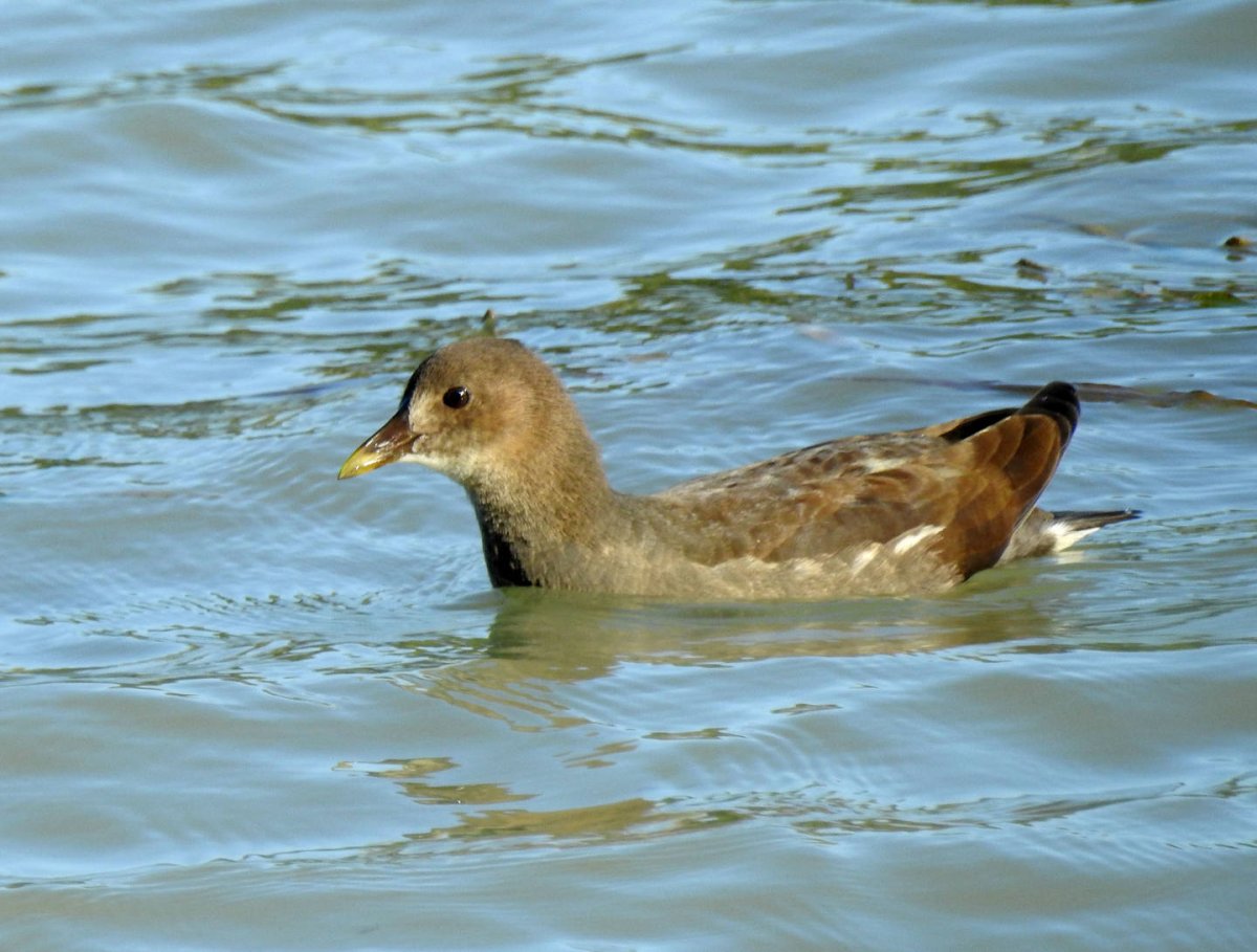 Болотная Курочка в Осоке