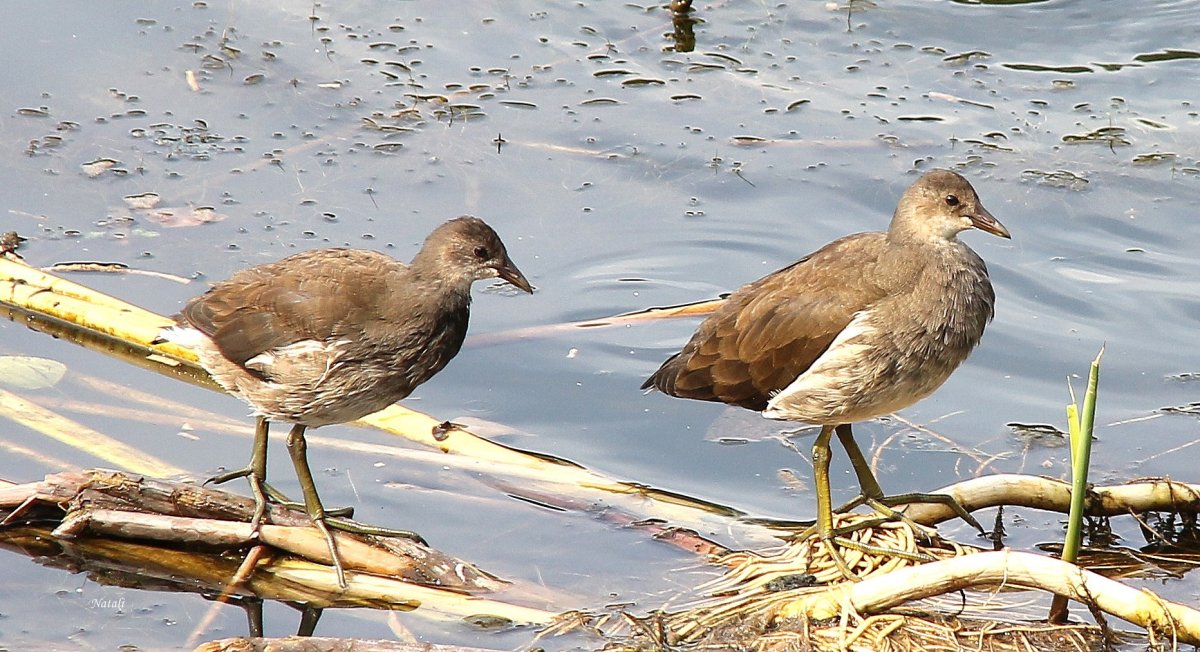 Камышница птенец