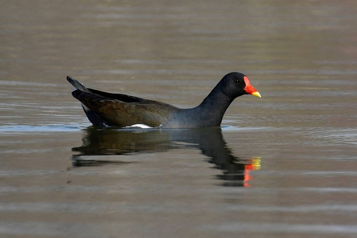 Болотная Курочка камышница коричневая