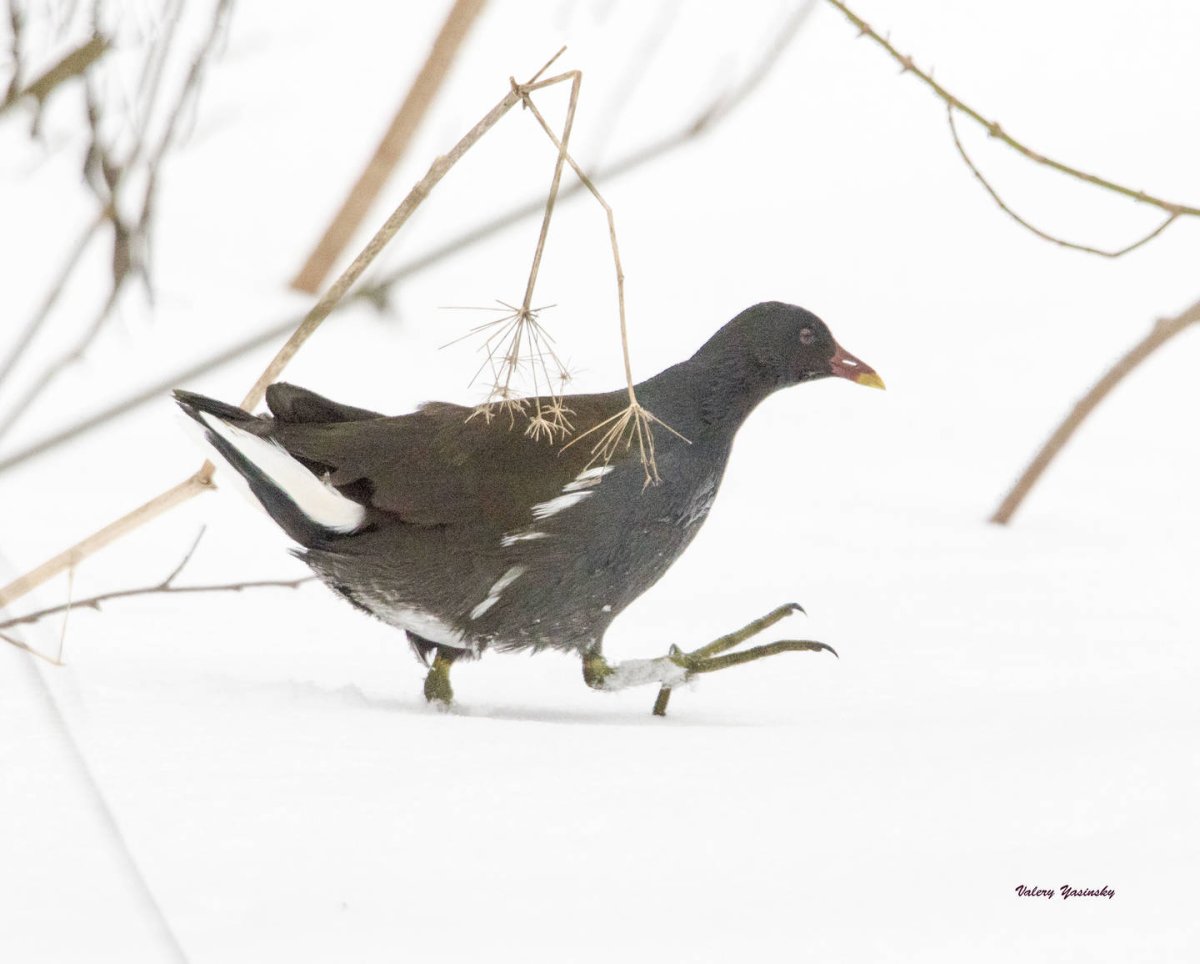 Камышница птица в Узбекистане