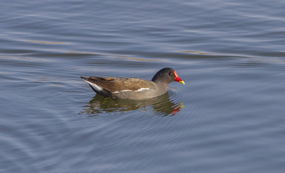 Камышница Gallinula chloropus
