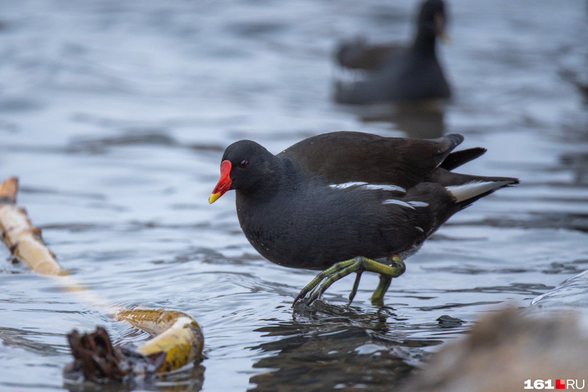 Камышница Gallinula chloropus