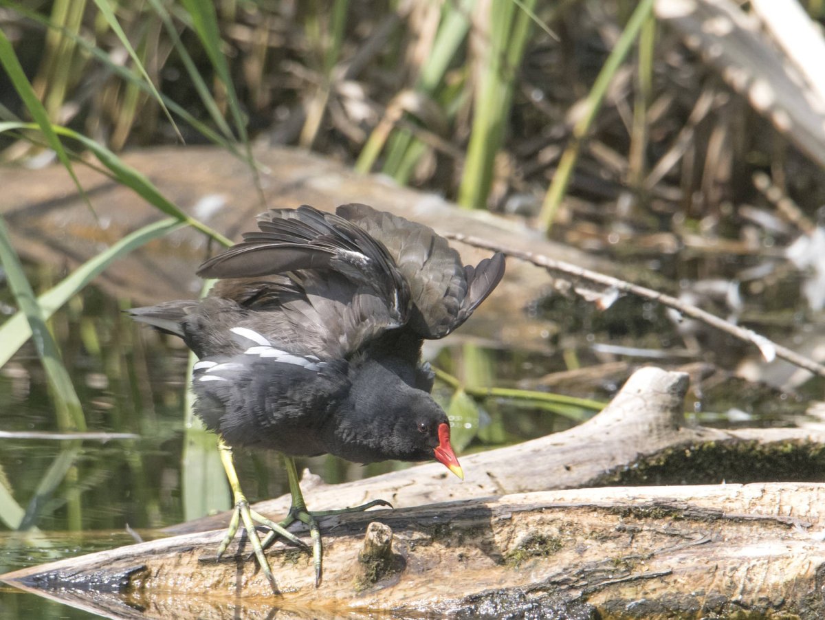 146. Камышница (Gallinula chloropus)