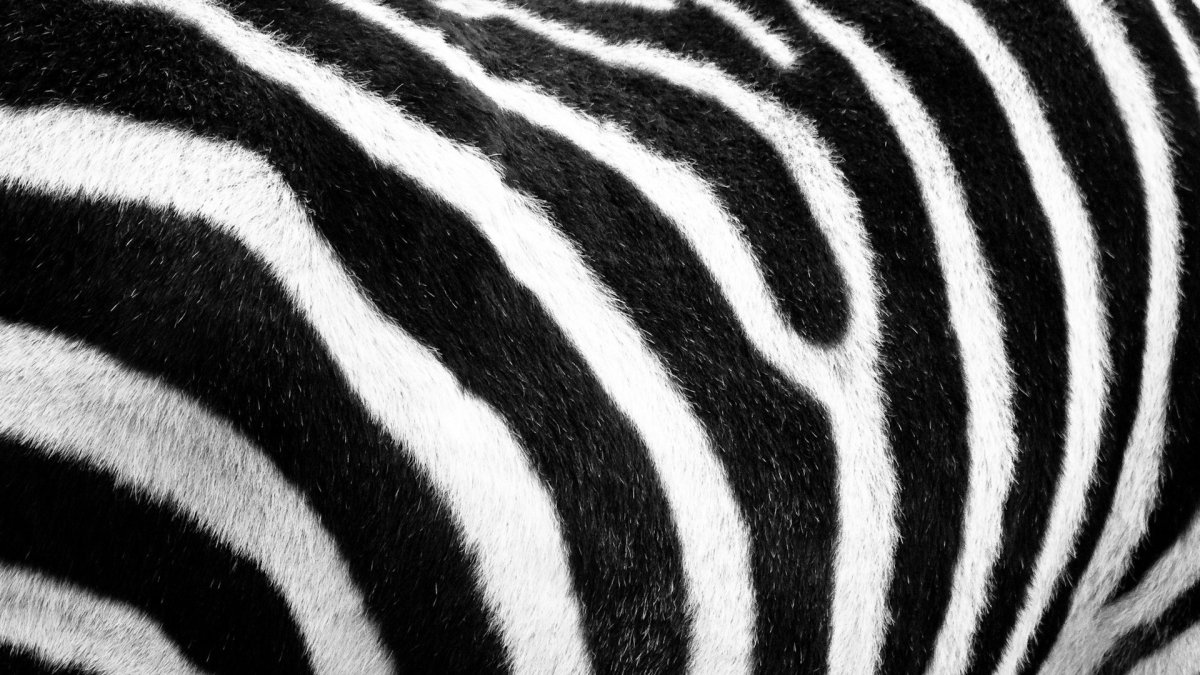 Черная полоска