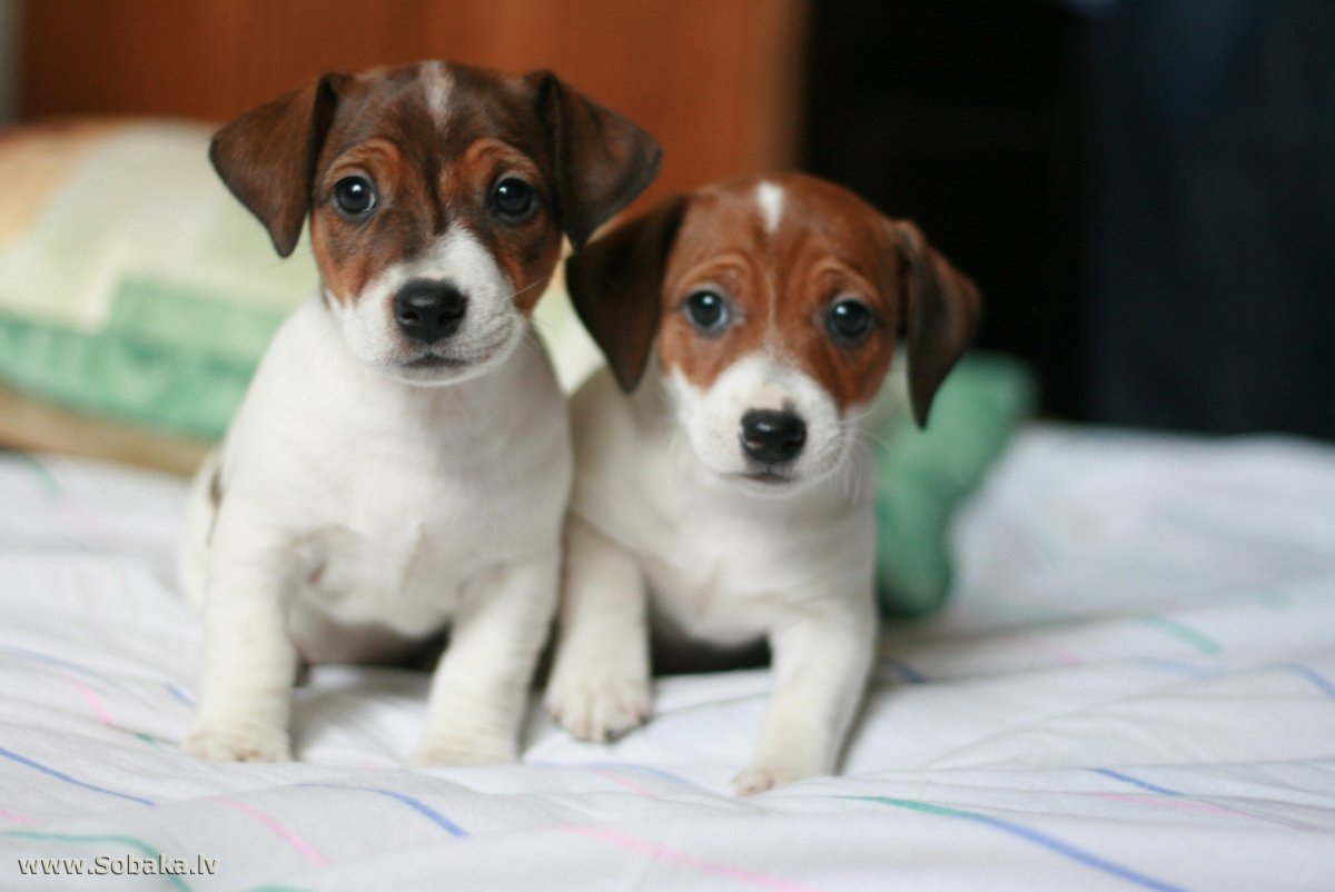 Карликовый джек рассел терьер