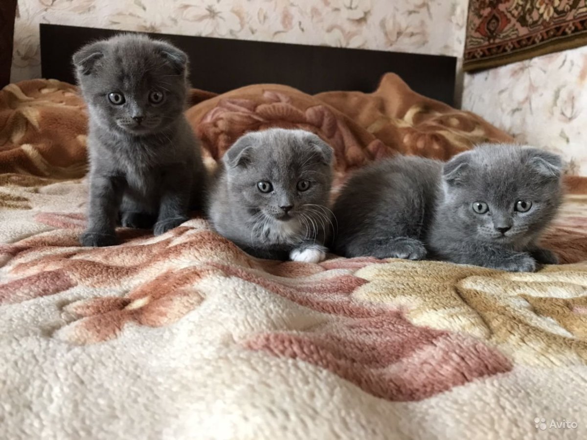 Шотландские вислоухие котята новорожденные