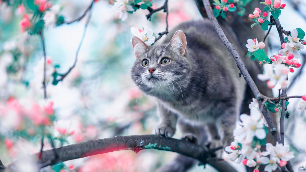 Кошка на ветке