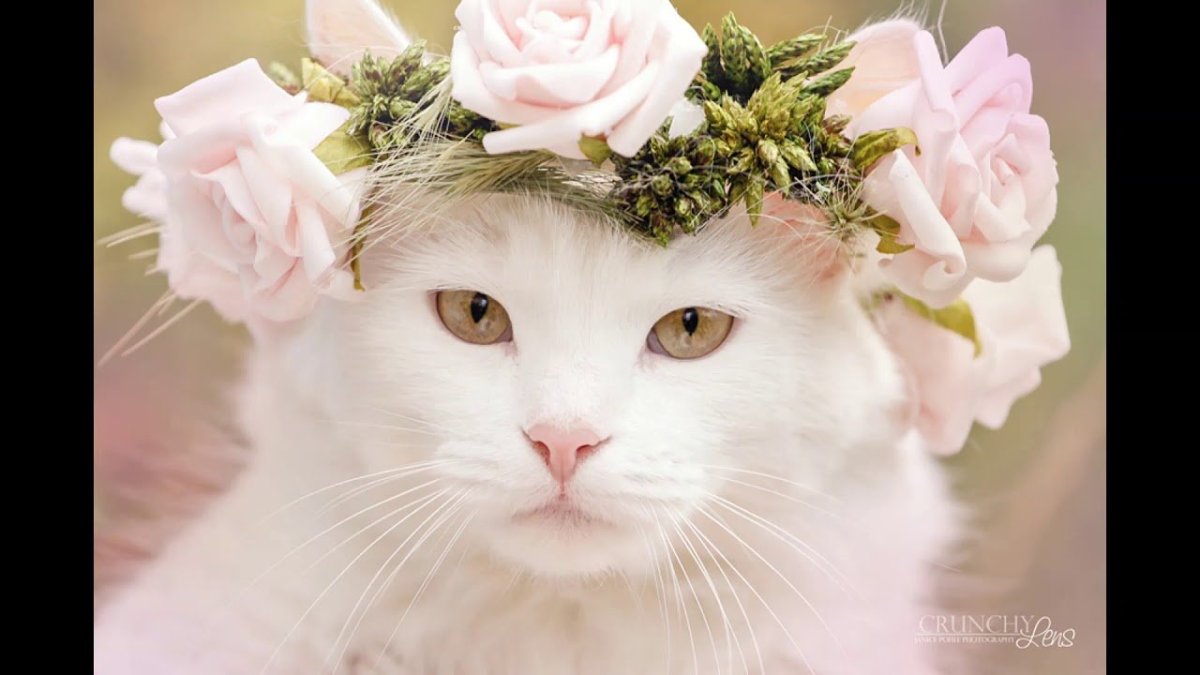 Кошка с венком на голове