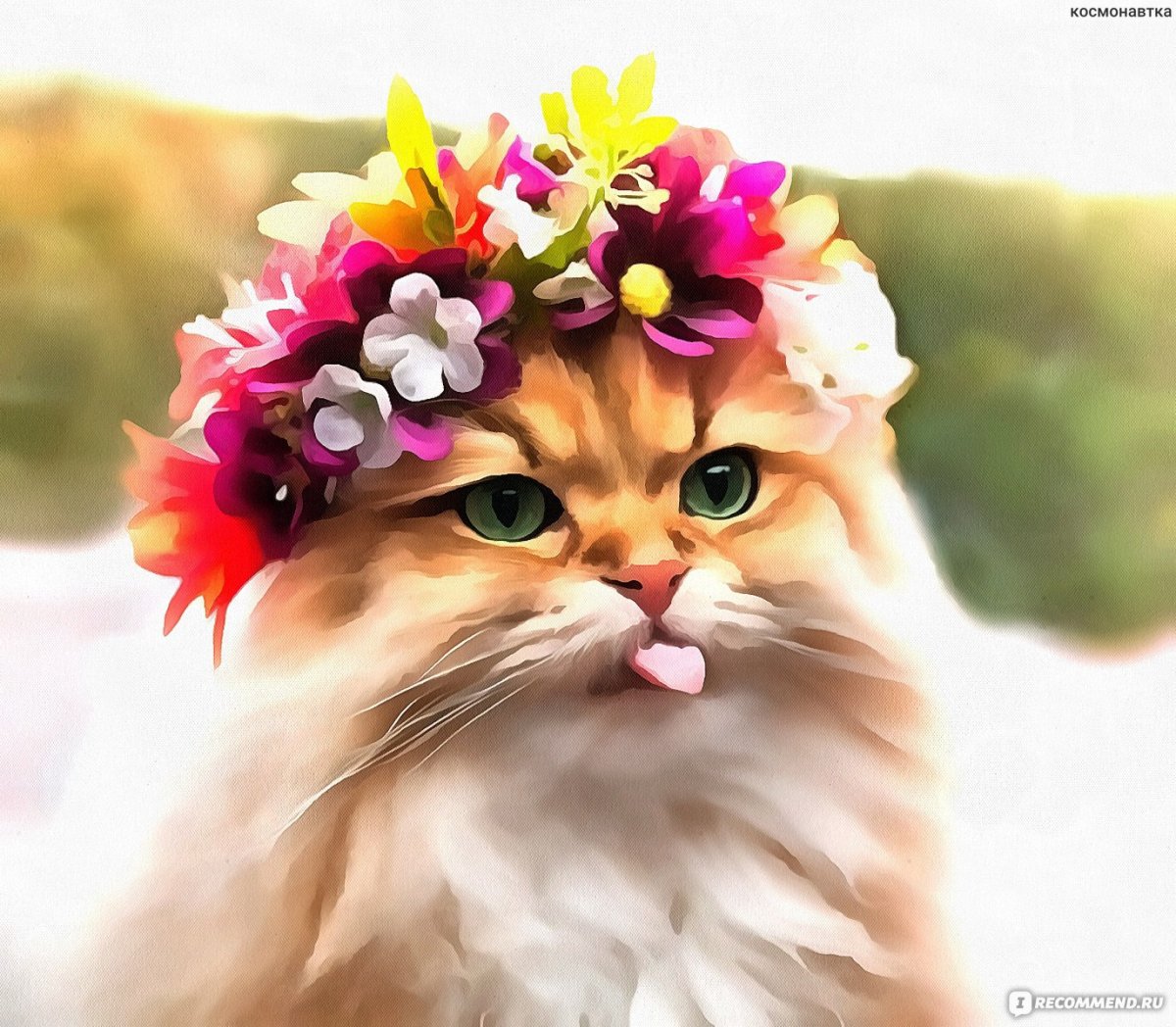 Кот в венке