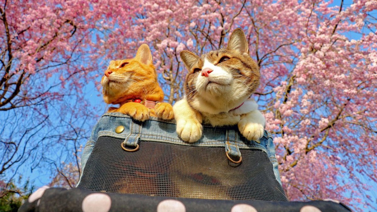 Весна и котики