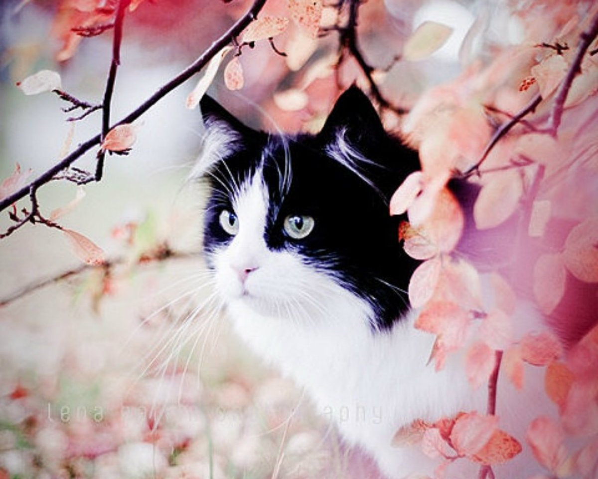 Весенние коты Эстетика