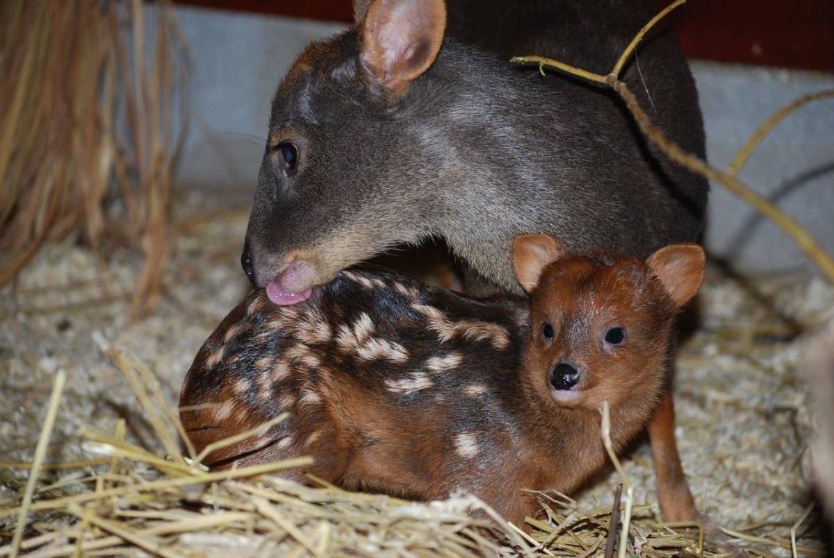 Миниатюрный олень пуду