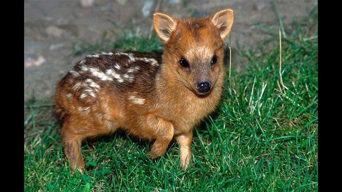 Олень пуду Южная Америка