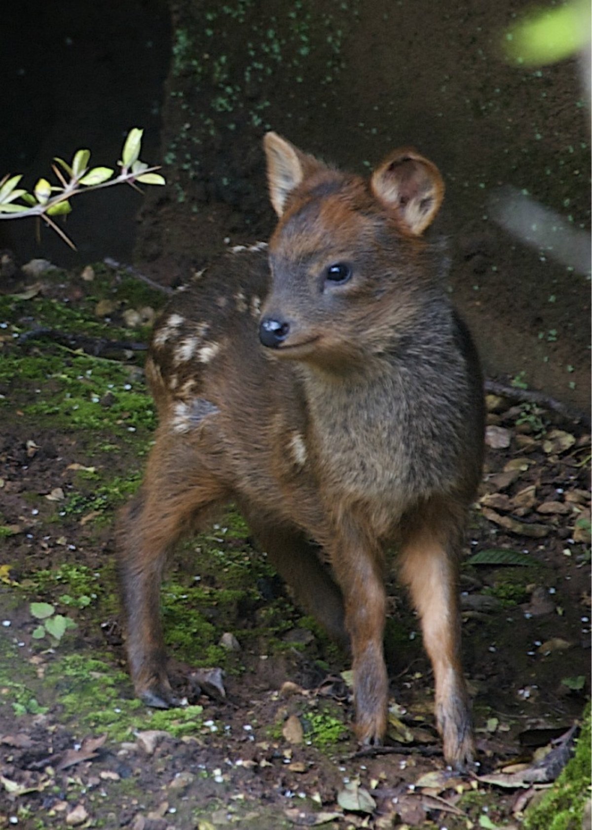 Северный пуду