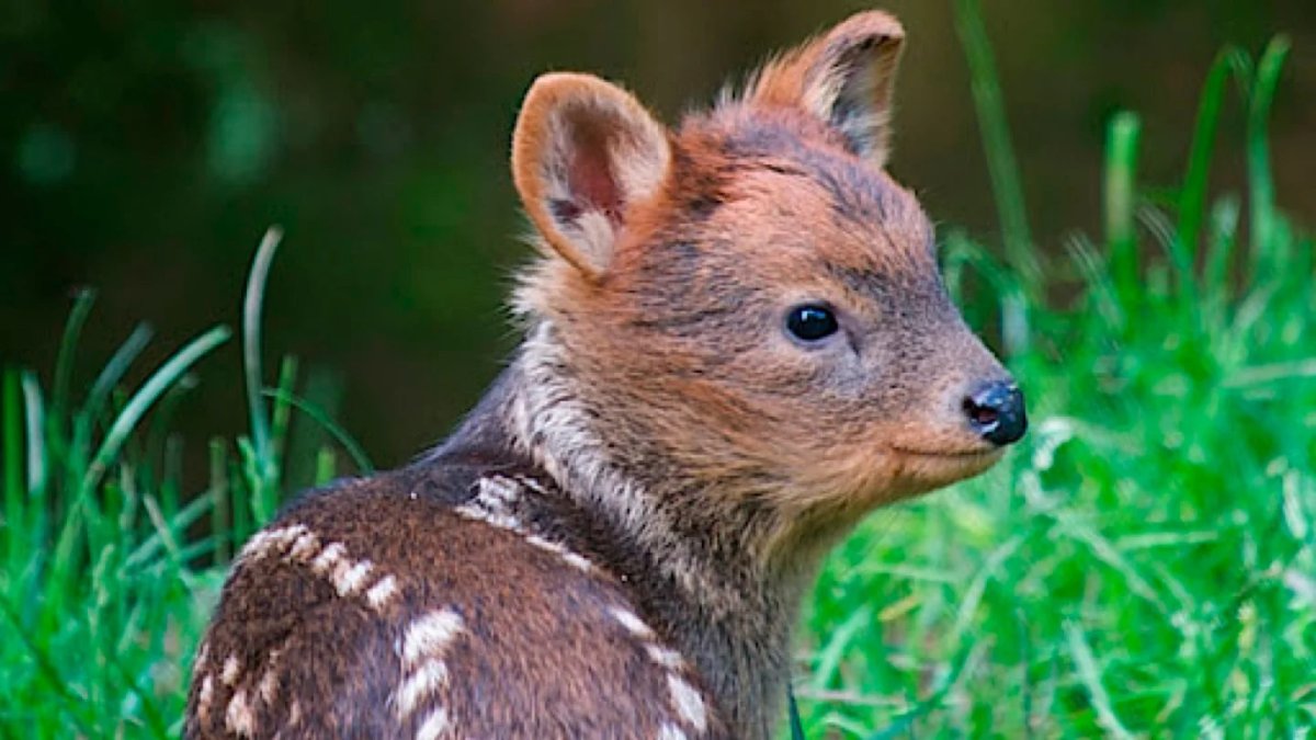 Олень пуду среда обитания