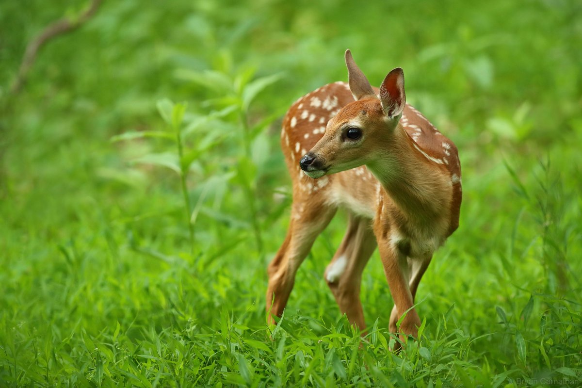 Маленький олень