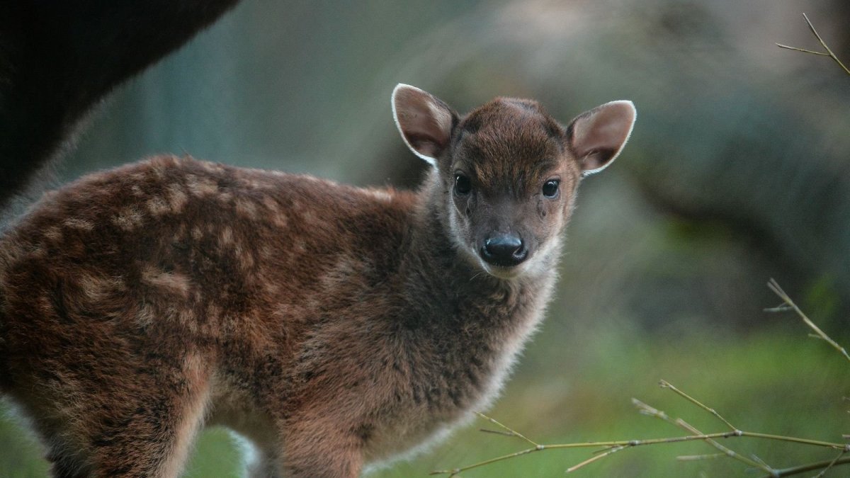 Филиппины олень