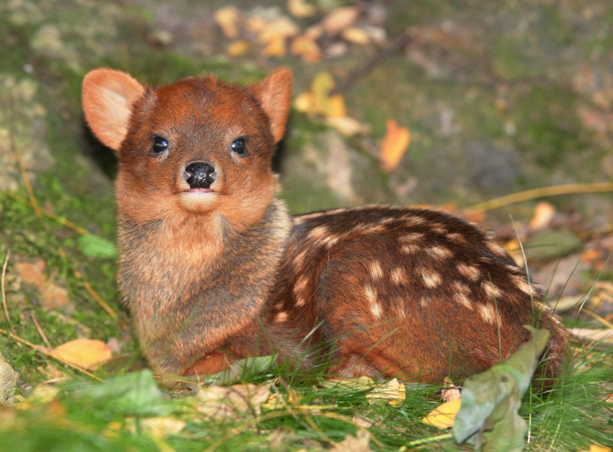 Маленький оленёнок