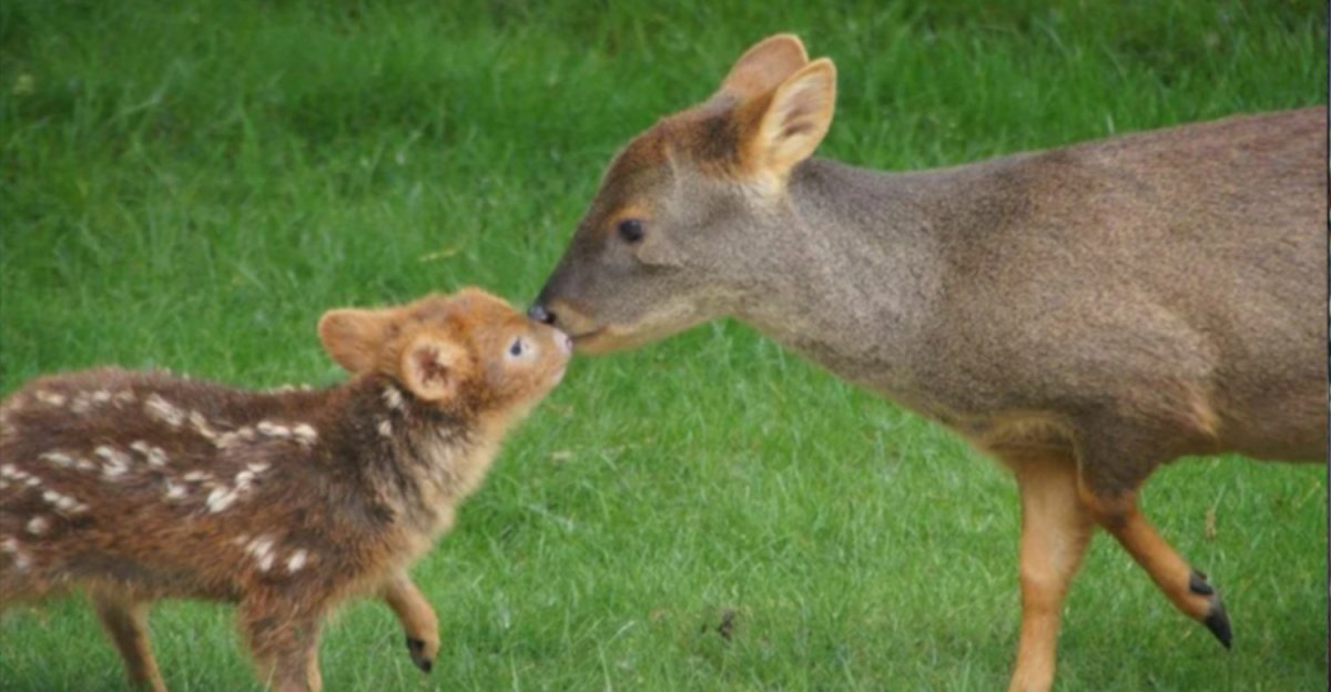 Карликовый олень пуду