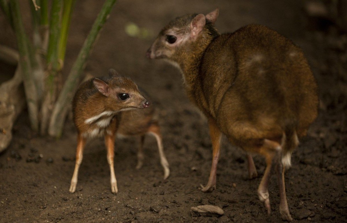 Маленький олень