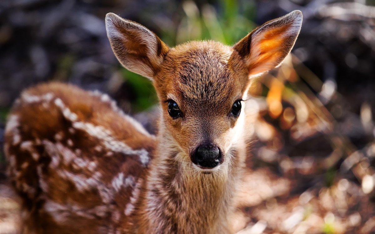 Карликовая антилопа Дик Дик