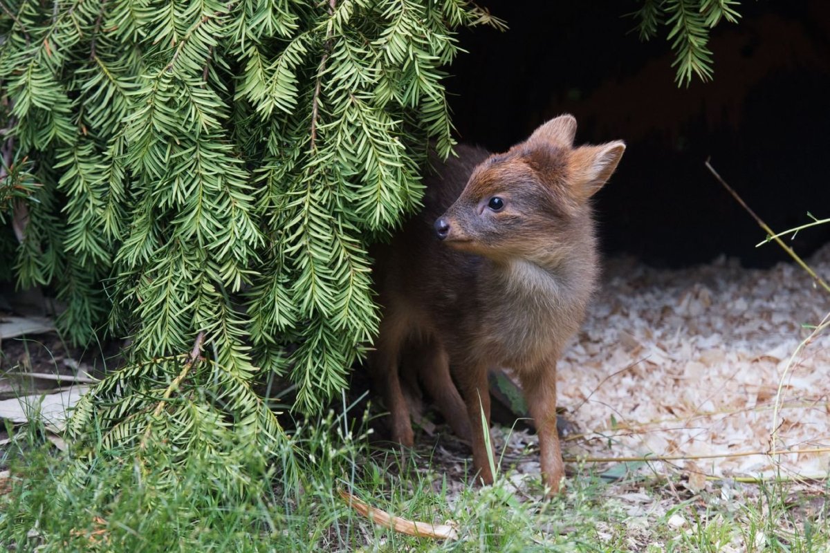 Северный пуду