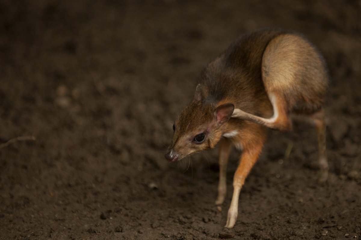 Сахалинская кабарга детеныш