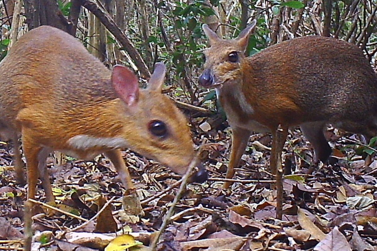 Карликовая антилопа Дик Дик