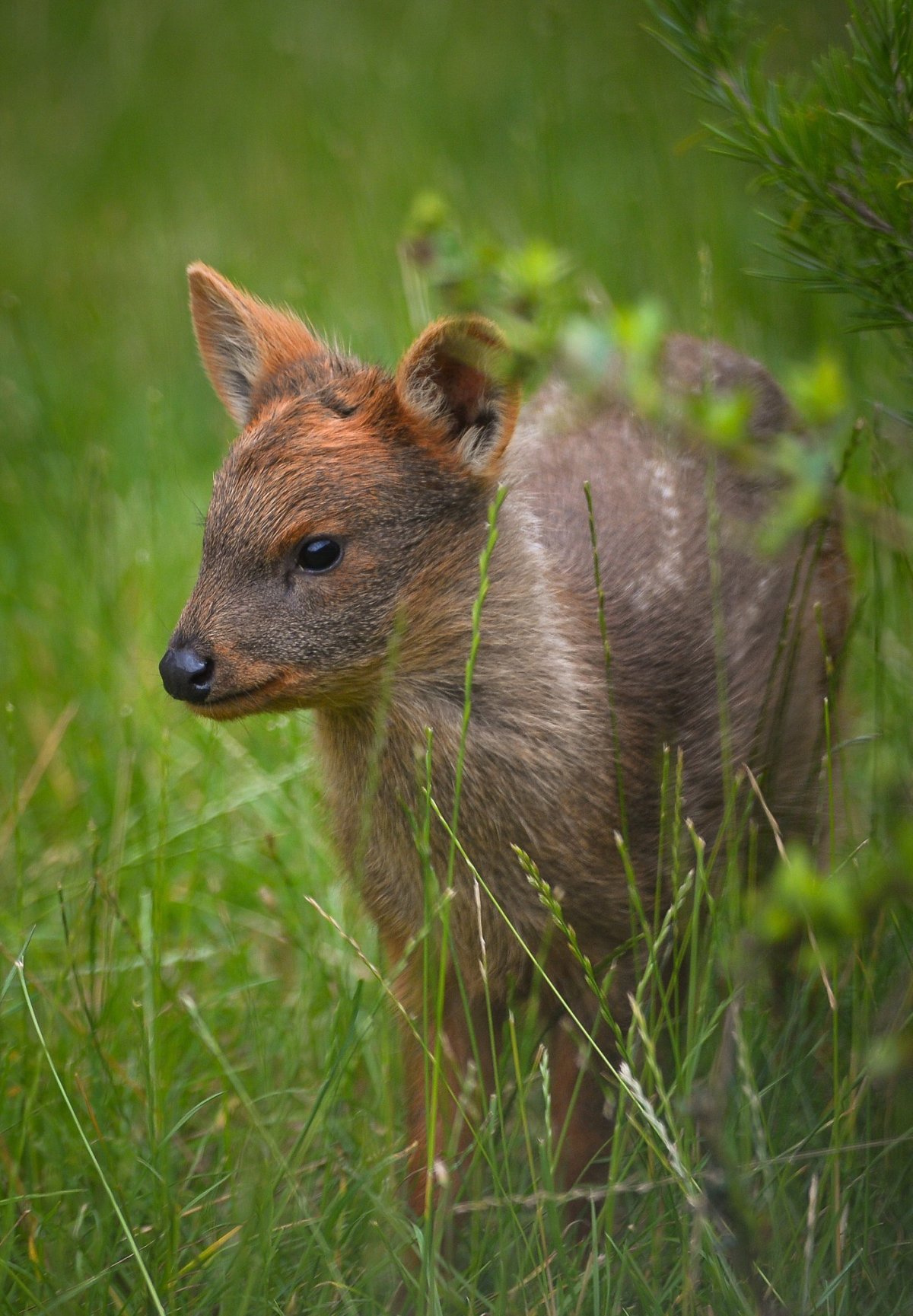 Олень пуду Южный