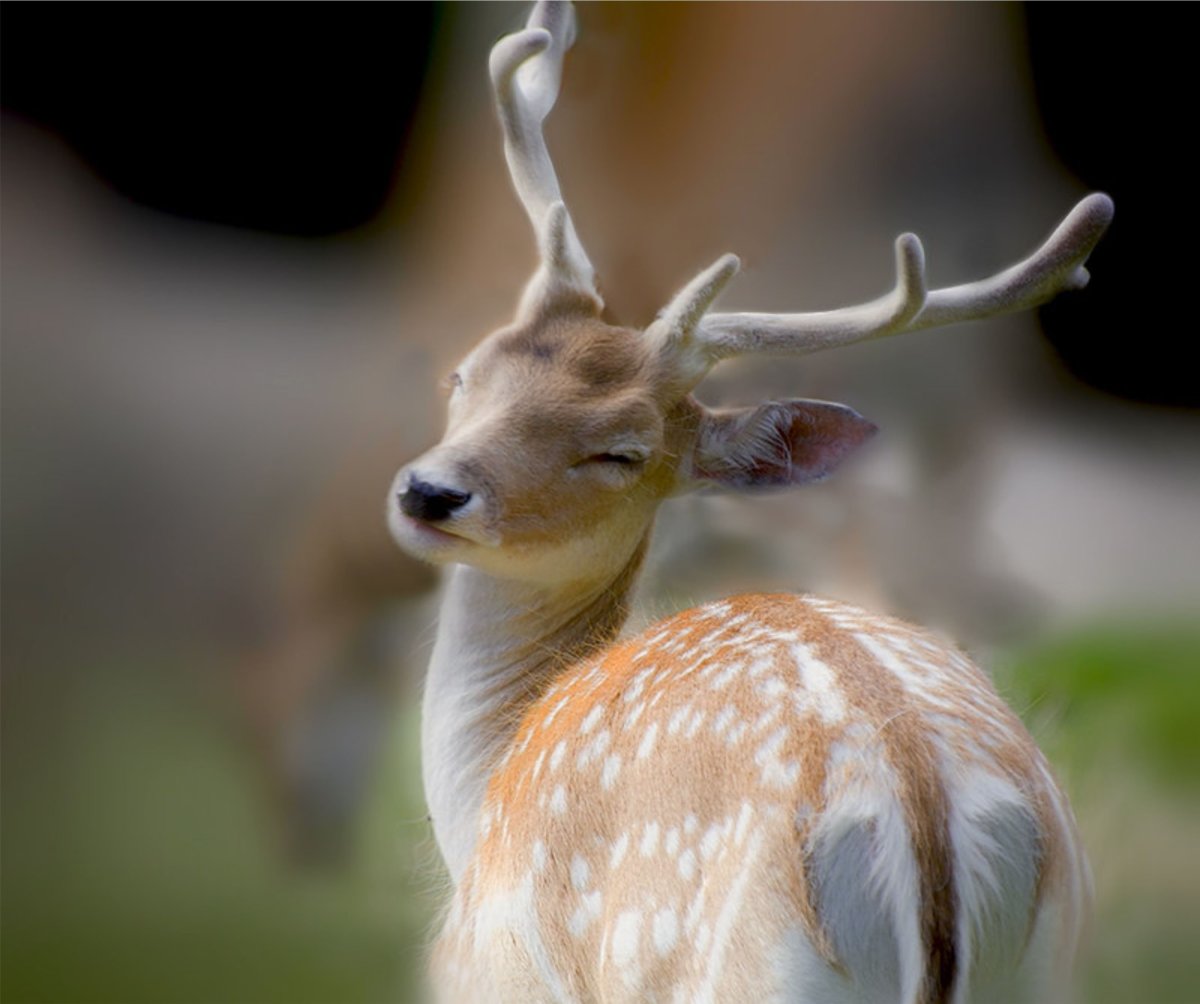 Белохвостый олень пятнистый