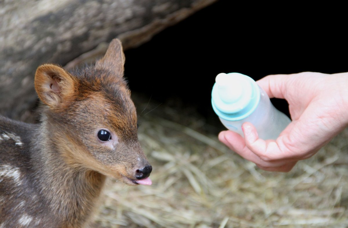 Карликовый олень пуду