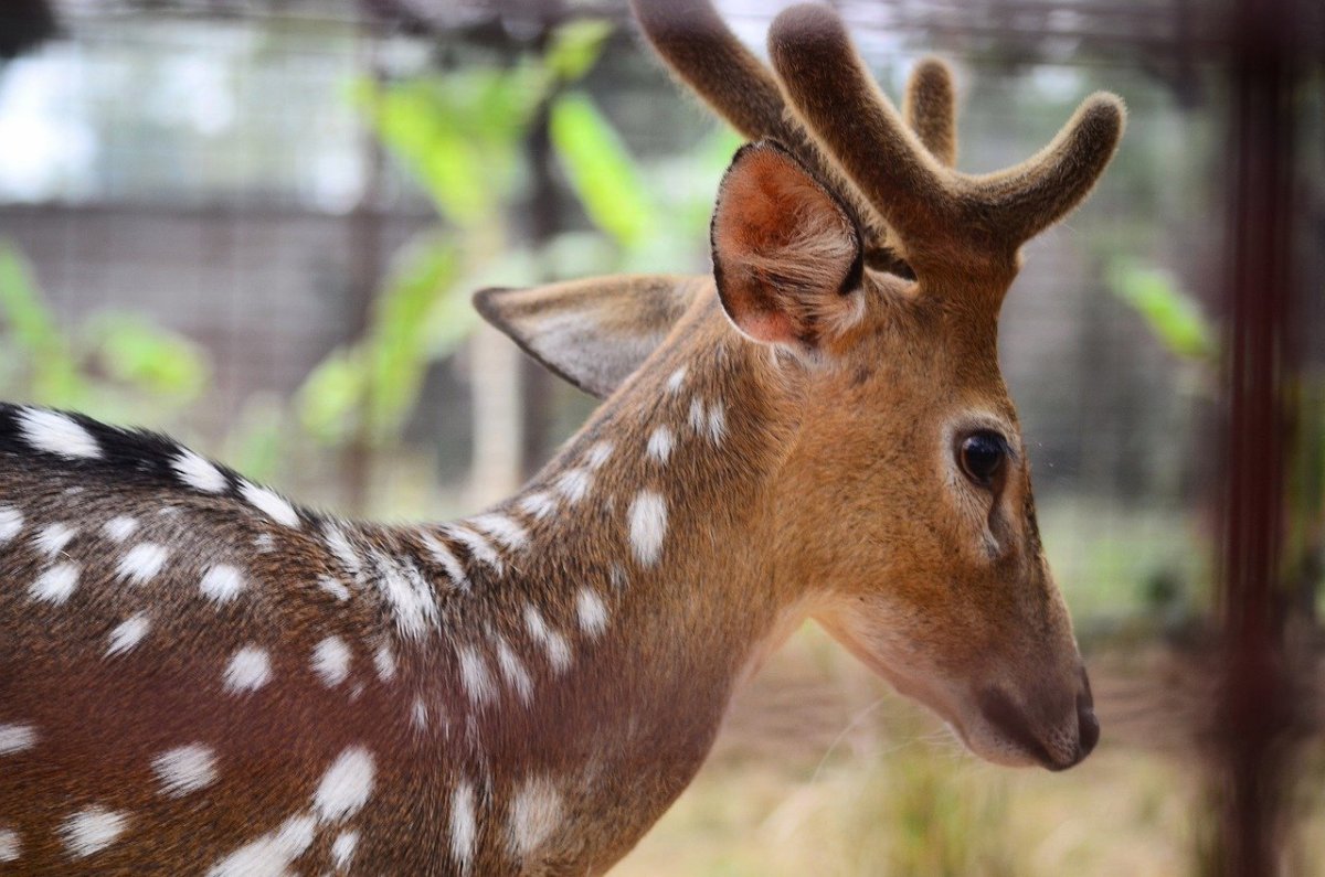 Малый оленёк канчиль