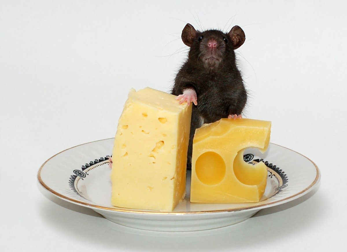 Мышь с куском сыра