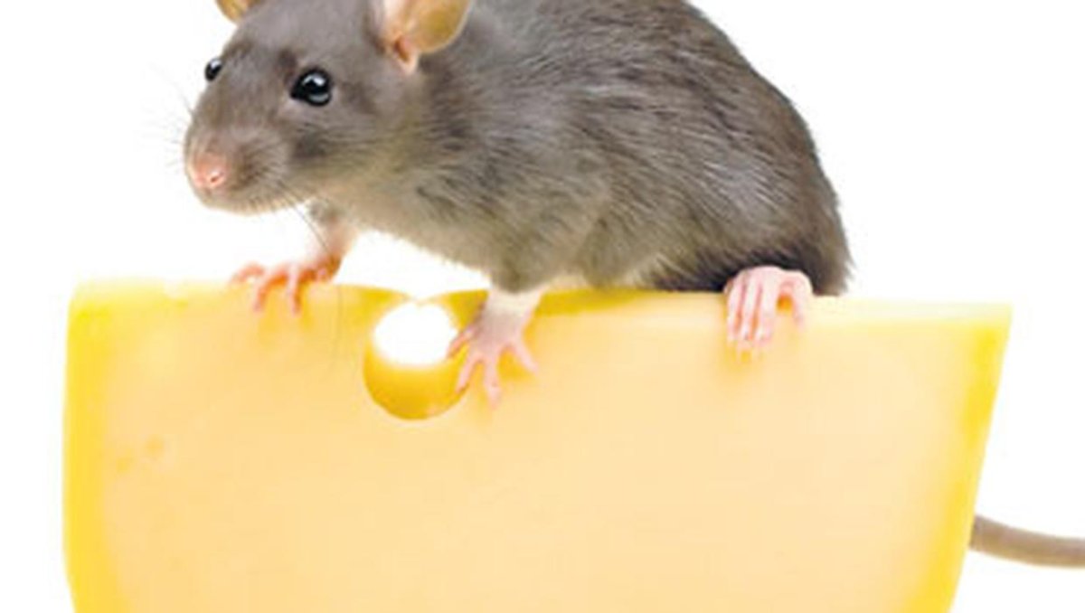 Мышка кушает сыр