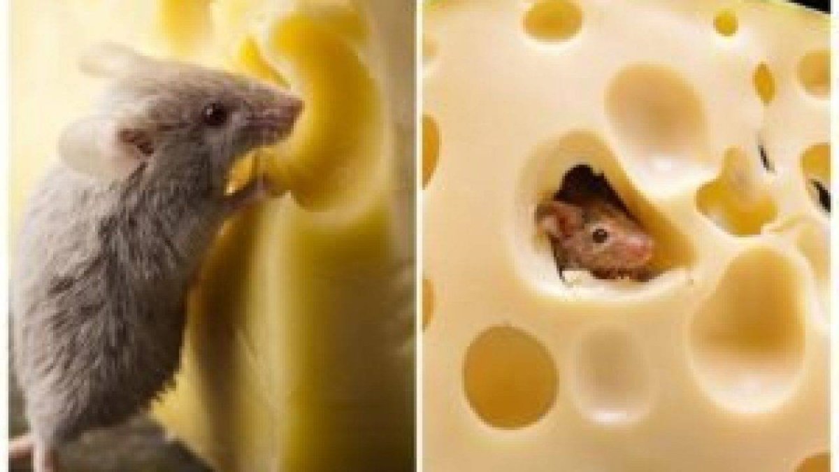 Мышонок на сыре