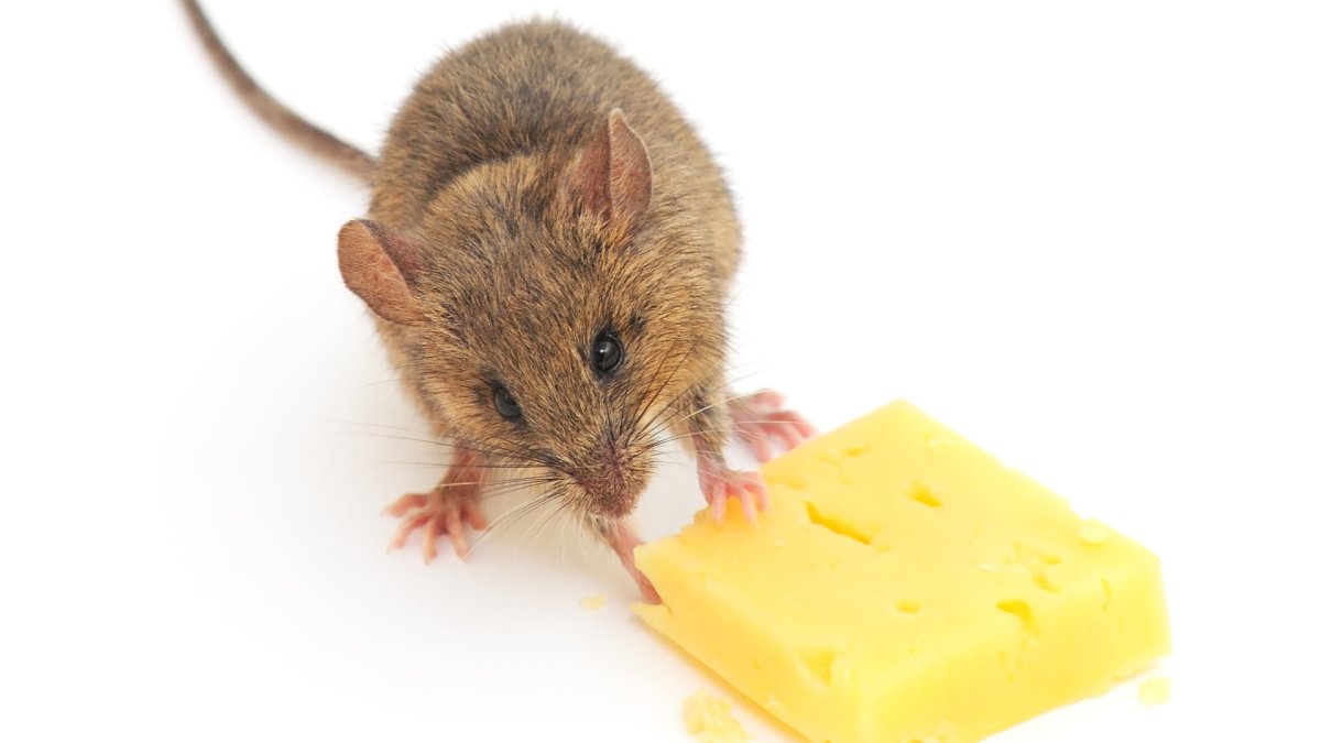Мышонок крадет сыр