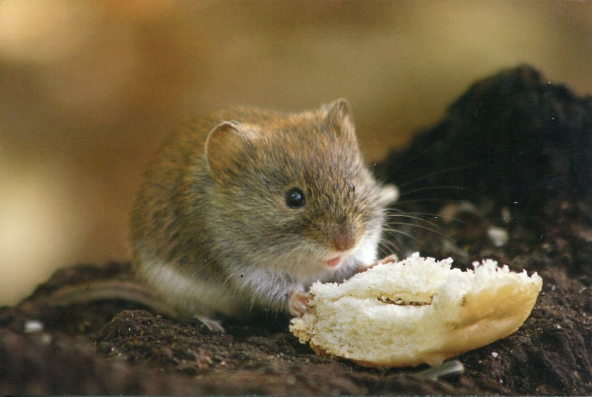 Мышь дуется на крупу