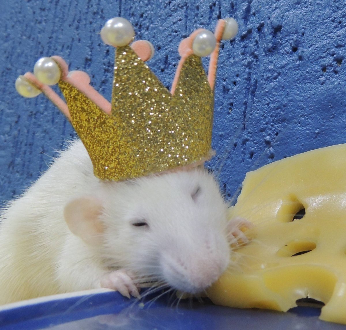 Крыса с короной