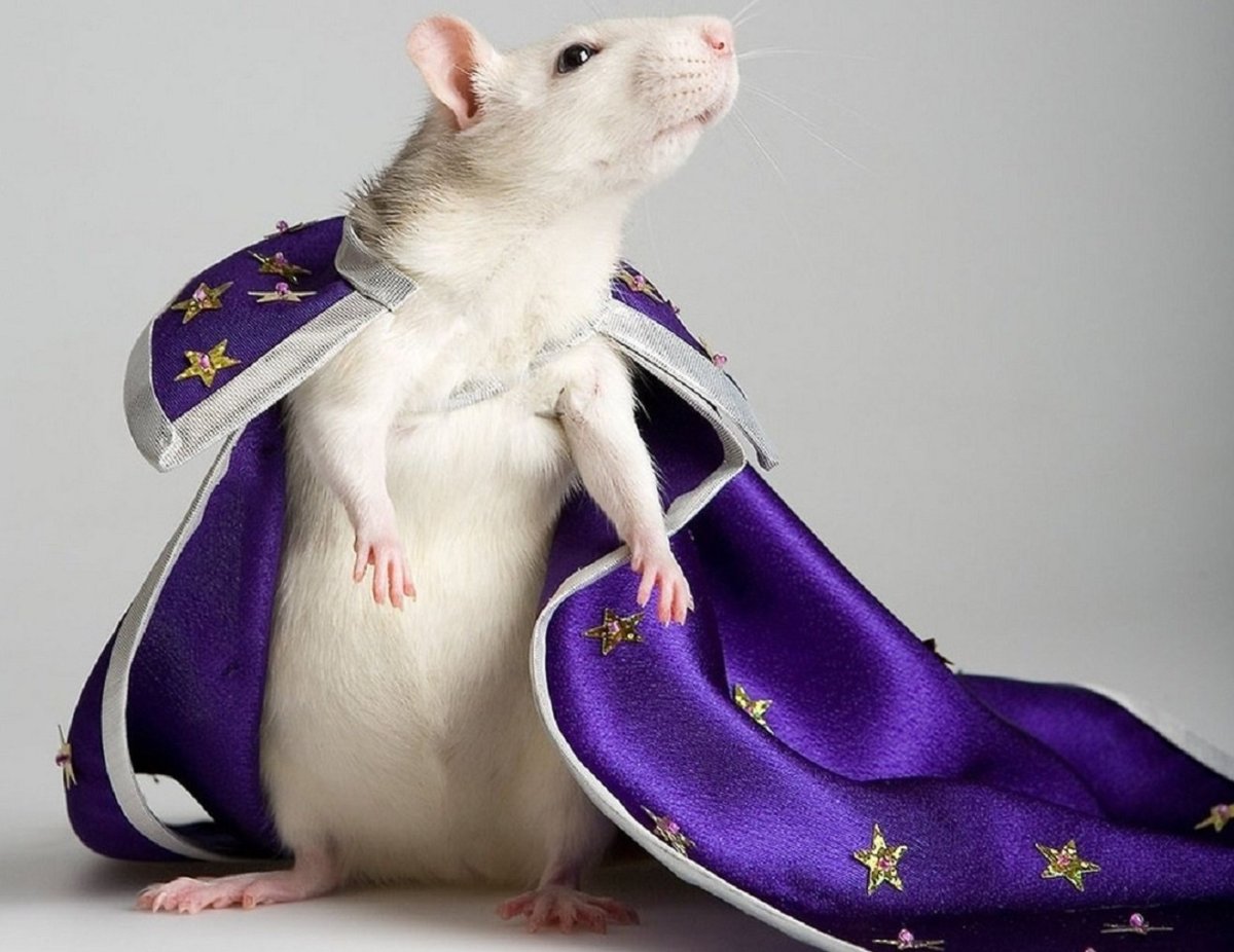 Королевская мышь