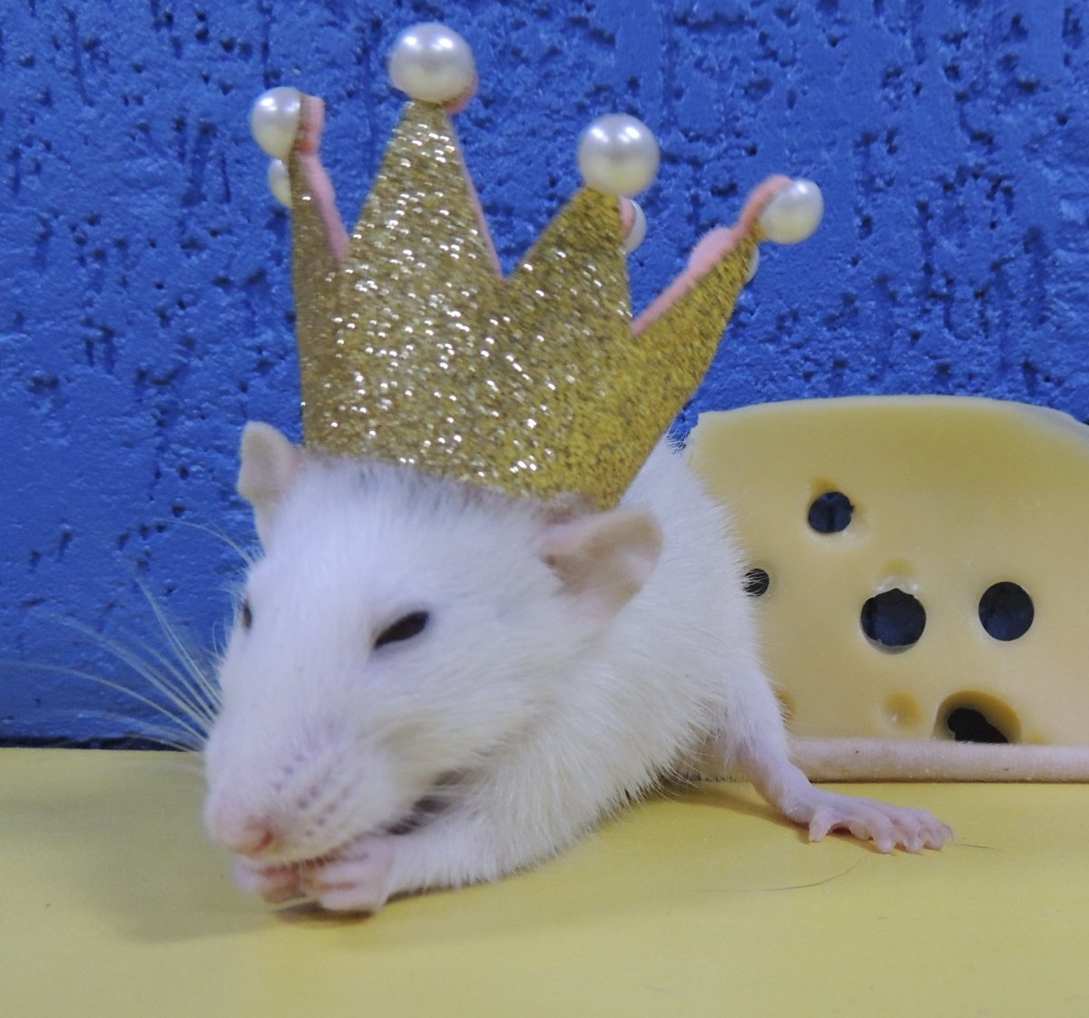 Крыска и на голове корона