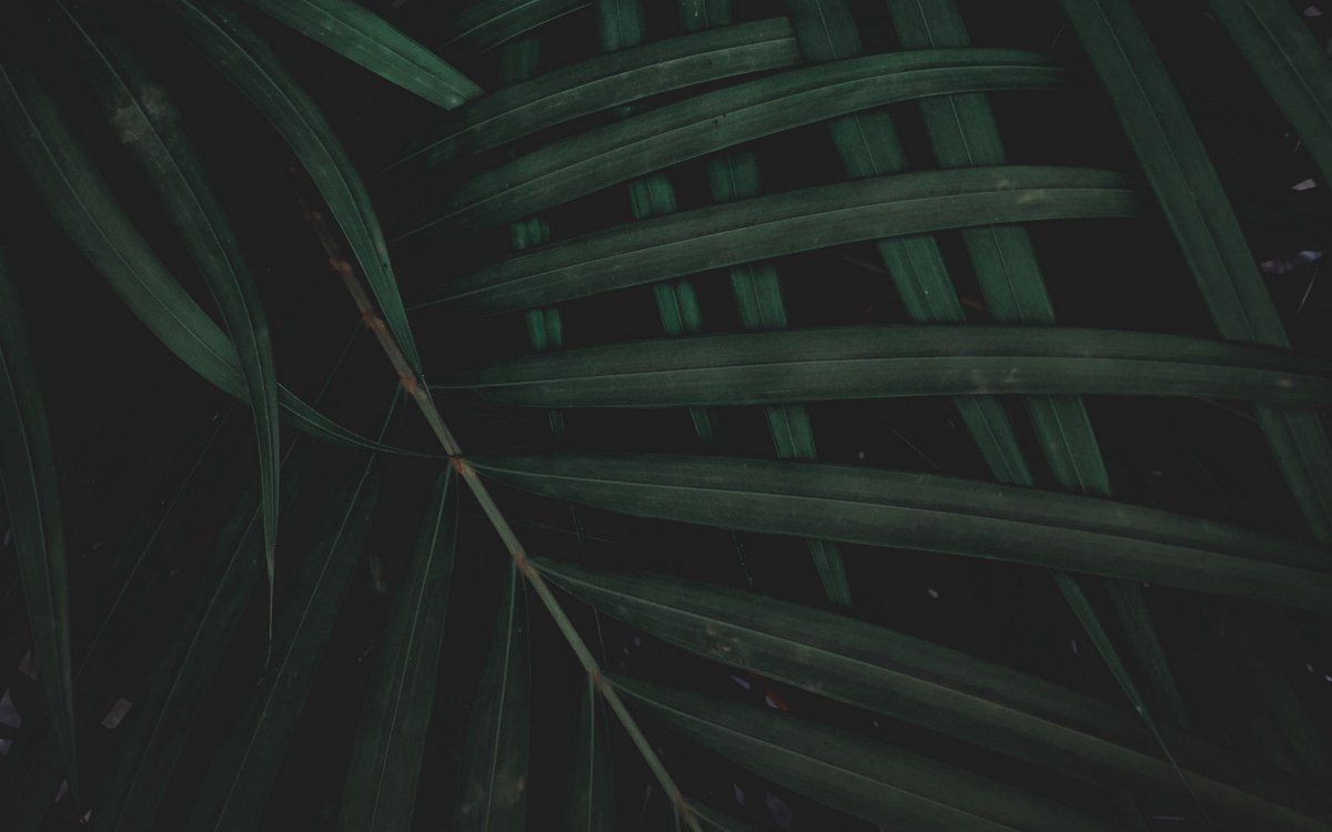 Обои на рабочий стол листья