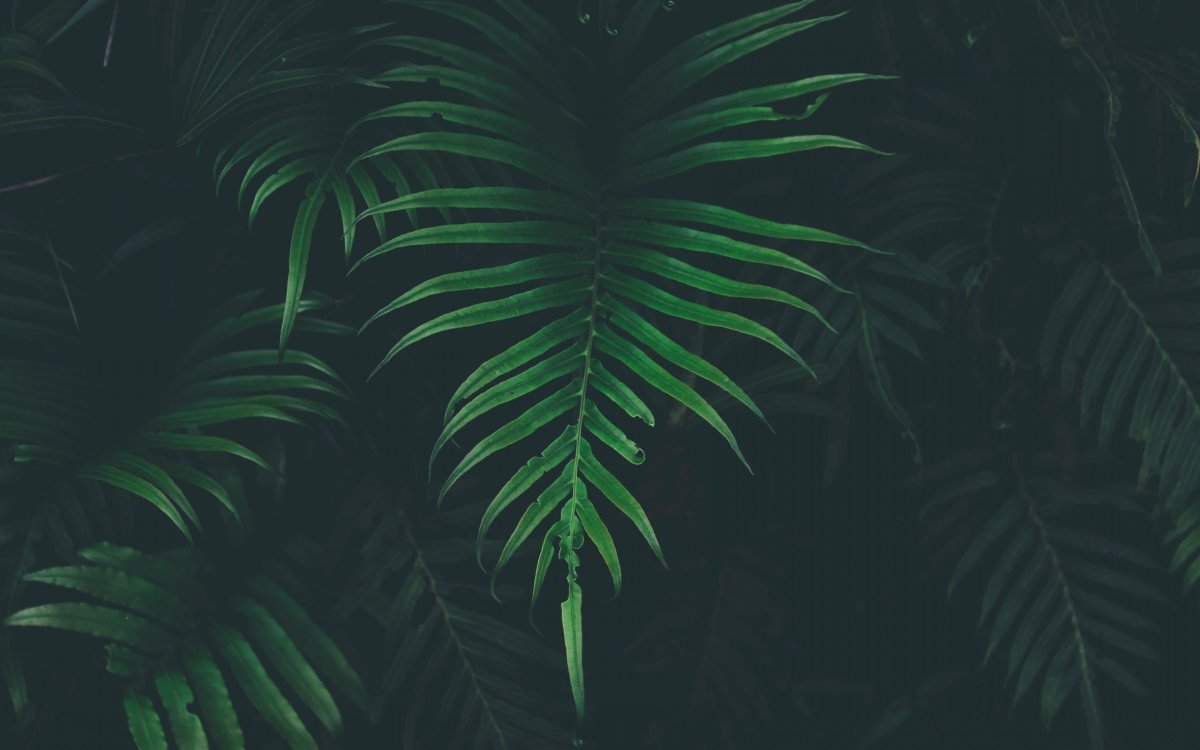 Тропический папоротник листья