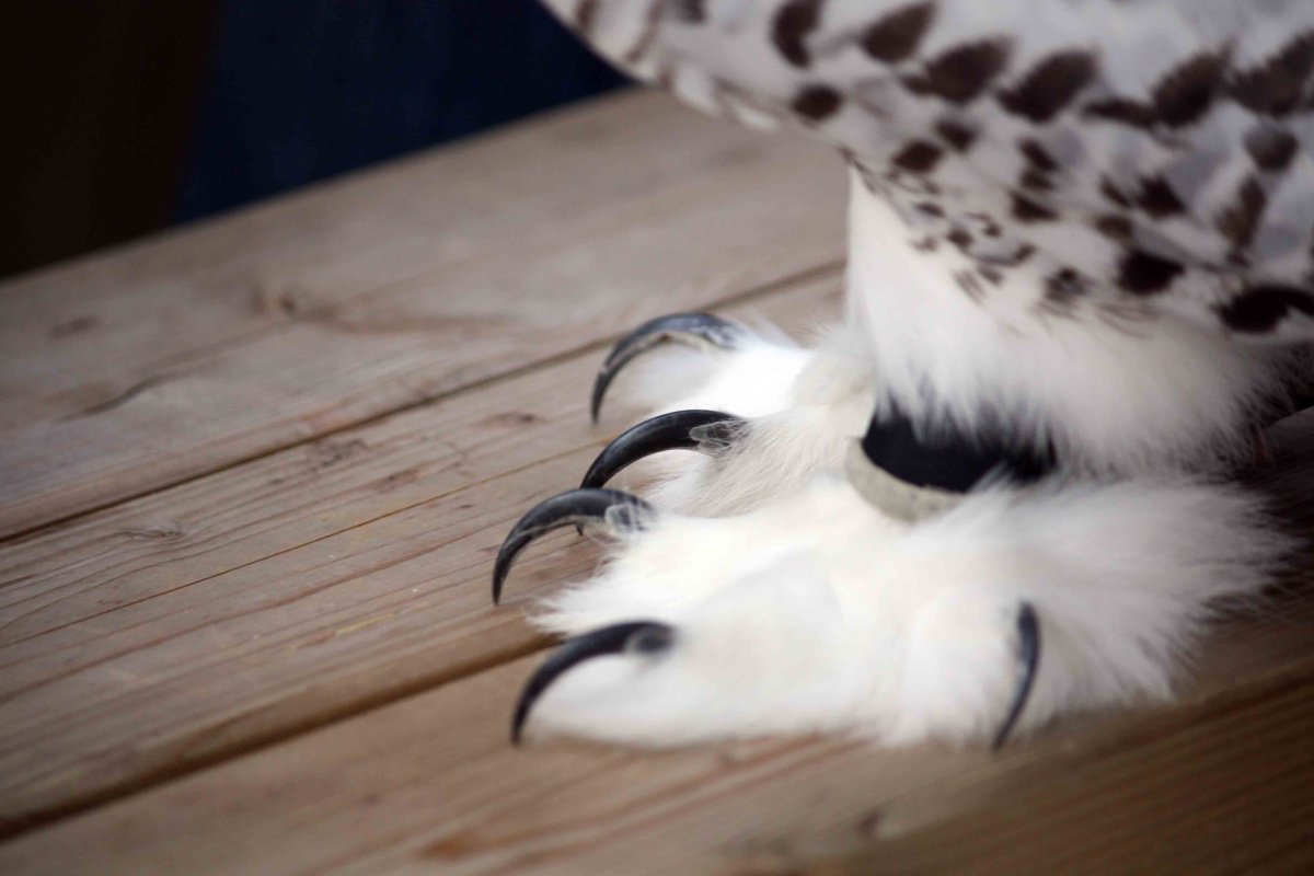 Полярная Сова когти