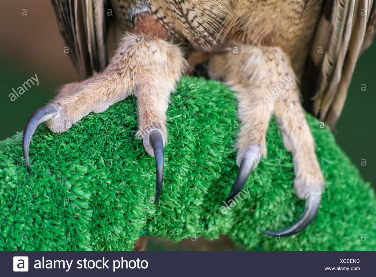 Лапы Филина