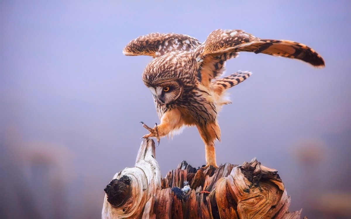 Когти Филина