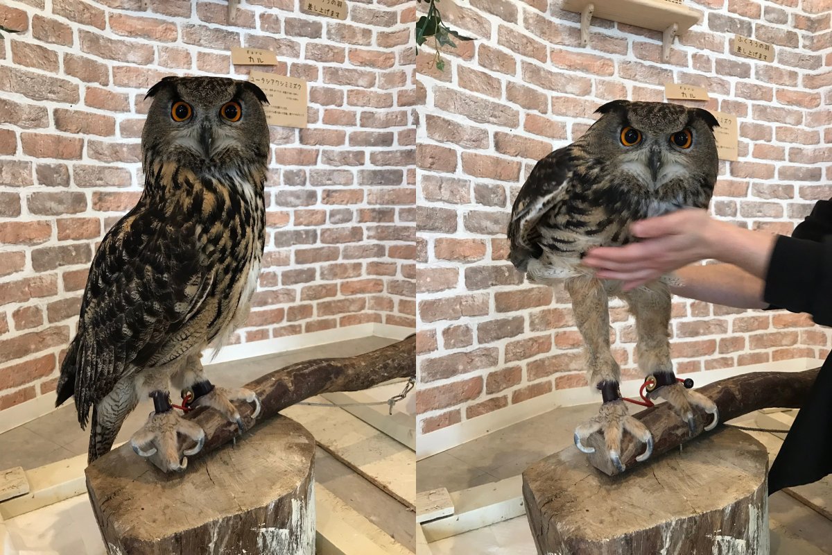 Сова с длинными ногами